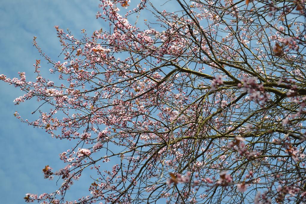 Le Domaine Des Anges, Ecolodge Le Controis-en-Sologne Bagian luar foto